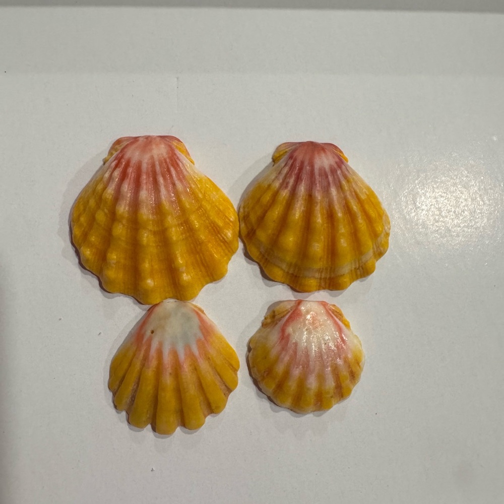 Vibrant Yellow and Pink Hawaiian sunrise shells